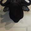 Stuffed head of an African buffalo