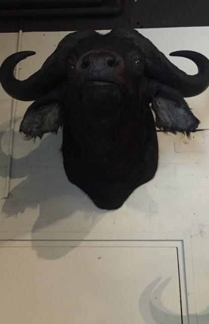 Stuffed head of an African buffalo