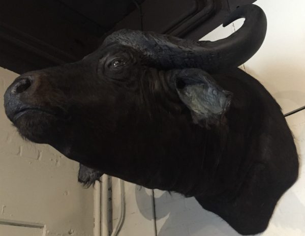 Stuffed head of an African buffalo