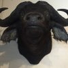 Stuffed head of an African buffalo