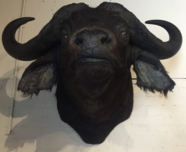 Stuffed head of an African buffalo