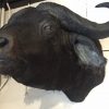 Stuffed head of an African buffalo