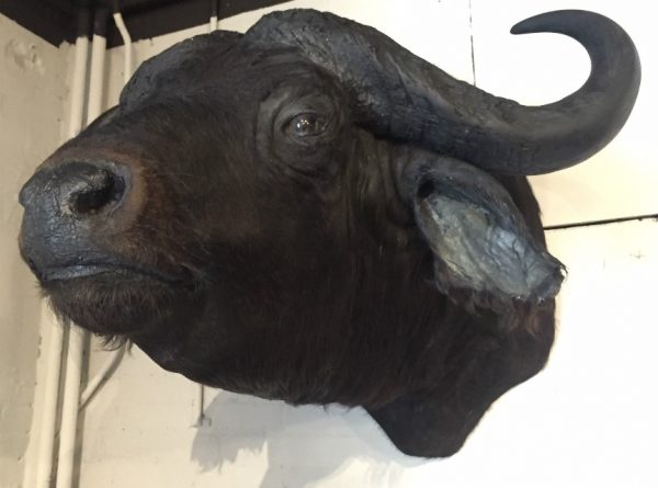 Stuffed head of an African buffalo