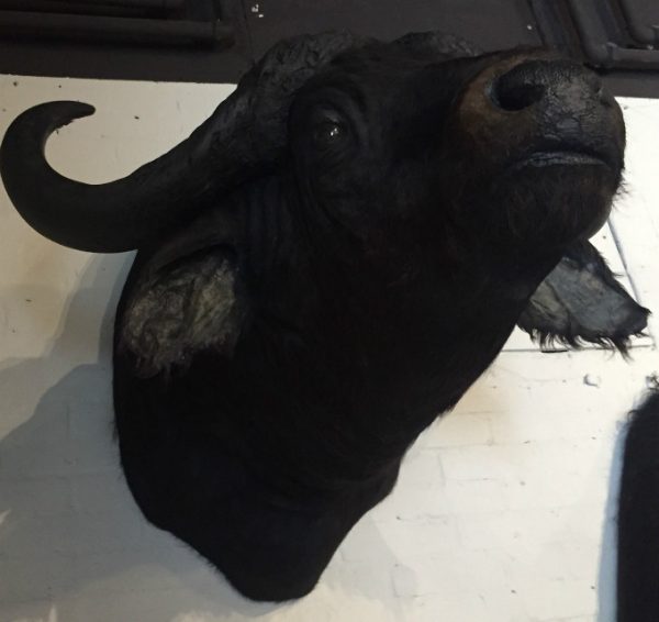 Stuffed head of an African buffalo