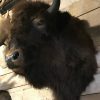 Stuffed head of an American bison