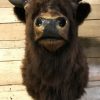 Stuffed head of an American bison