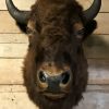 Stuffed head of an American bison