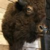 Stuffed head of an American bison