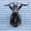 Hughe stuffed head of an American bison. Nice taxidermy.