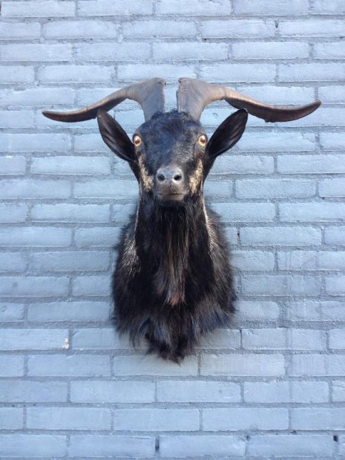 Stuffed head of big billy goat with long horns.