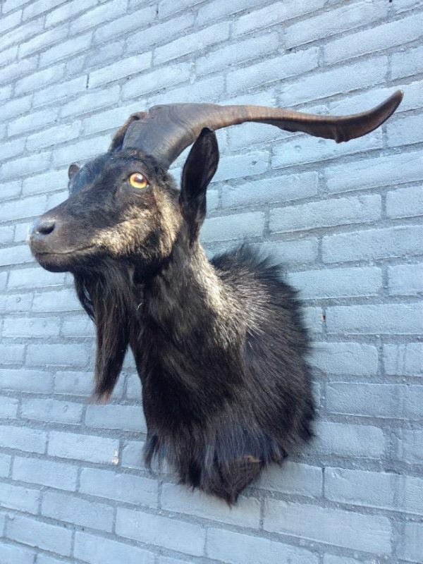 Stuffed head of big billy goat with long horns.