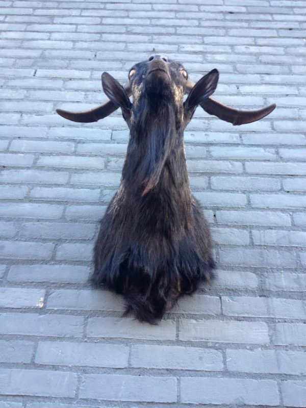 Stuffed head of big billy goat with long horns.