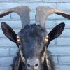 Stuffed head of big billy goat with long horns.