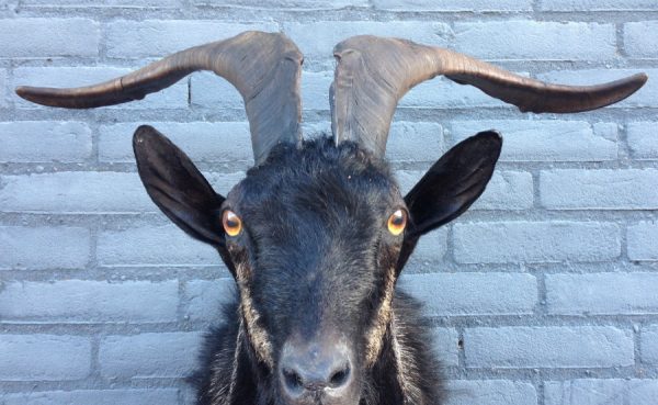 Stuffed head of big billy goat with long horns.