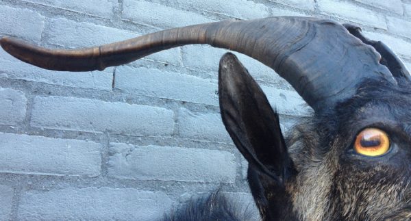 Stuffed head of big billy goat with long horns.