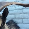 Stuffed head of big billy goat with long horns.