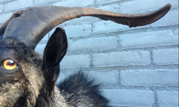 Stuffed head of big billy goat with long horns.