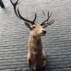 Taxidermy head of Hungarian Steppe cbull