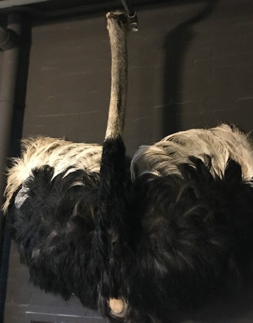 Stuffed head with chest of an ostrich