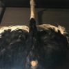 Stuffed head with chest of an ostrich