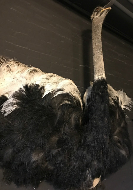 Stuffed head with chest of an ostrich