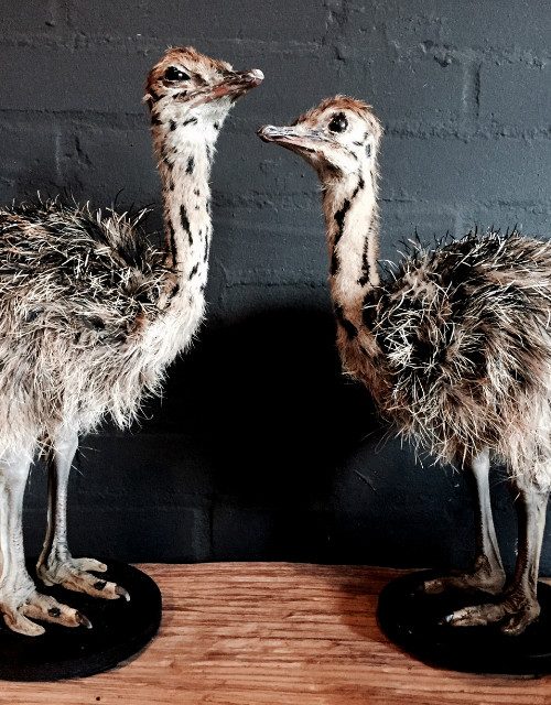 Stuffed ostrich chicks