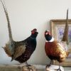 Stuffed pheasants