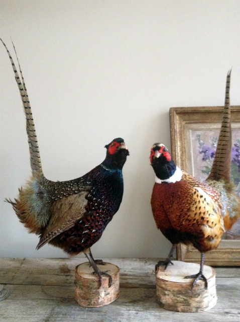 Stuffed pheasants