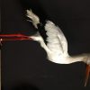 Stuffed stork