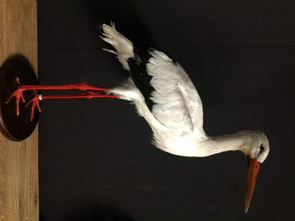 Stuffed stork