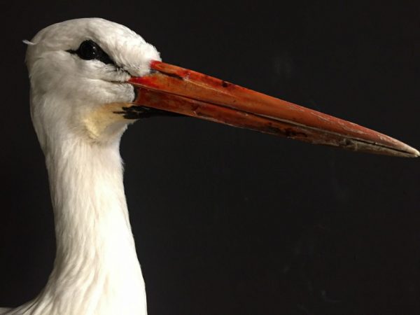 Ausgestopfter Storch