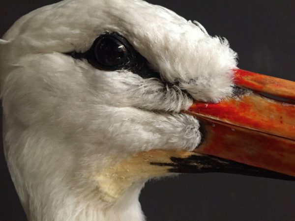 Ausgestopfter Storch