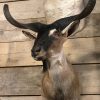 Stuffed taxidermy head of a  billy goat