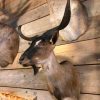 Stuffed taxidermy head of a  billy goat