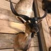 Stuffed taxidermy head of a  billy goat