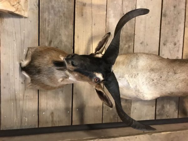 Stuffed taxidermy head of a  billy goat