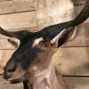 Stuffed taxidermy head of a  billy goat