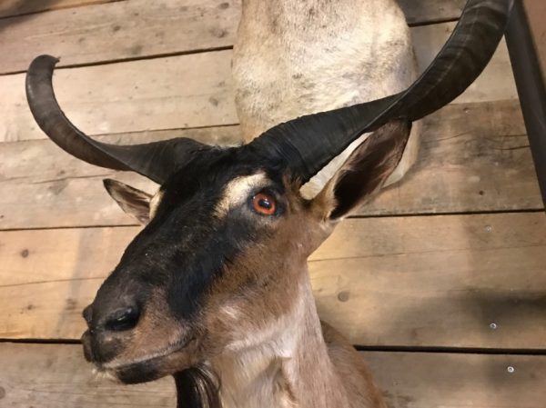 Stuffed taxidermy head of a  billy goat