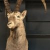 Sturdy stuffed head of an ibex