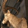 Sturdy stuffed head of an ibex
