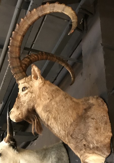 Sturdy stuffed head of an ibex