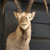 Sturdy stuffed head of an ibex