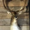 Stylish stuffed head of a beautiful Fallow Deer.