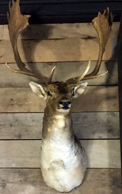 Stylish stuffed head of a beautiful Fallow Deer.