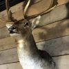 Stylish stuffed head of a beautiful Fallow Deer.