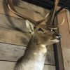 Stylish stuffed head of a beautiful Fallow Deer.