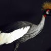 Stylish taxidermy crown crane.