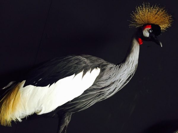 Stylish taxidermy crown crane.