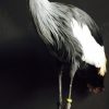 Stylish taxidermy crown crane.
