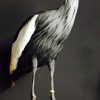 Stylish taxidermy crown crane.